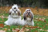 SHIH TZU 133